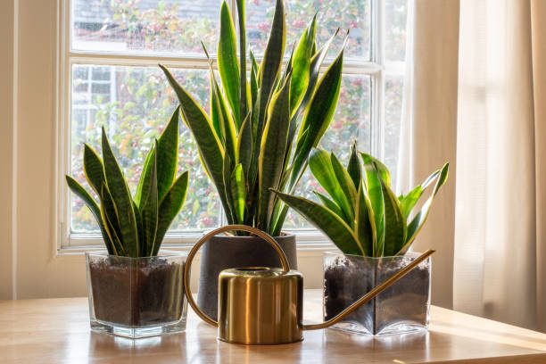 Indoor houseplants by the window inside a beautiful new house or flat A sansevieria trifasciata snake plant in the window of a modern home or apartment interior. sanseveria trifasciata stock pictures, royalty-free photos & images