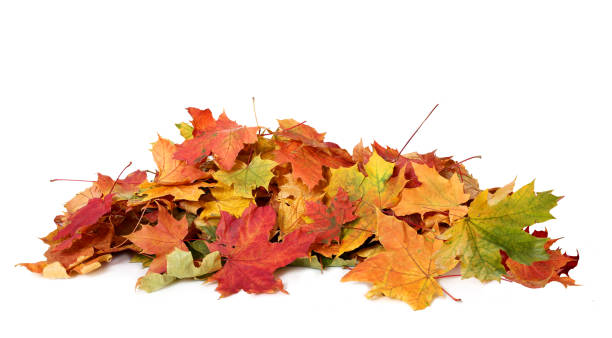 pile of autumn colored leaves isolated on white background.a heap of different maple dry leaf .red and colorful foliage colors in the fall season - outono folha imagens e fotografias de stock