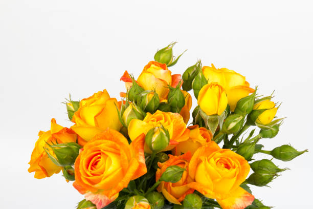 istock Beautifull orange roses isolated on white background. Copy space 1271961227