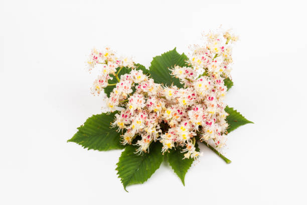 istock Horse-chestnut (Aesculus hippocastanum, Conker tree) flowers and leaf on  white background 1271961273