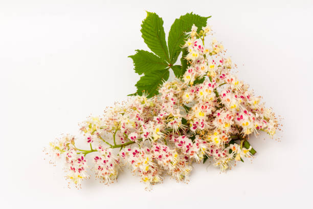 istock Horse-chestnut (Aesculus hippocastanum, Conker tree) flowers and leaf on  white background 1271961292