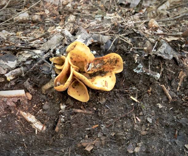 istock Orange Chanterelle on a leafy forest floor 1271962724