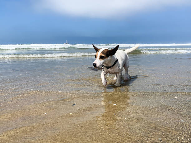 istock Dog running through water on beach 1271964085