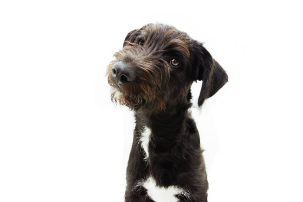 istock Puppy dog tilting head sideways, Isolated on white background. 1271964851