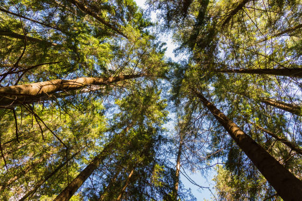 istock Photo of forest tree crowns against a clear blue sky 1271966589