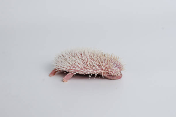 istock Baby hedgehog on isolated white background 1271966835