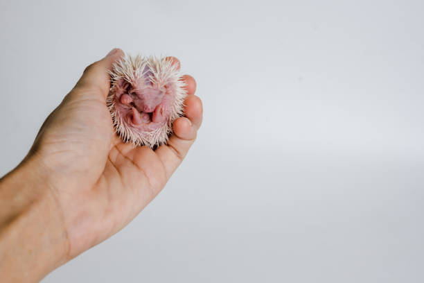 Cute baby hedgehog in a hand on isolated white background