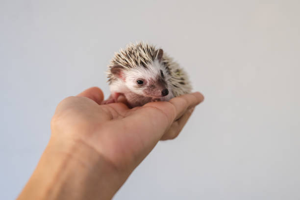 istock Cute baby hedgehog on a hand 1271966879