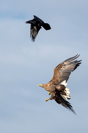 a flying white-tailed eagle fighting a raven in northern Finland near kumho