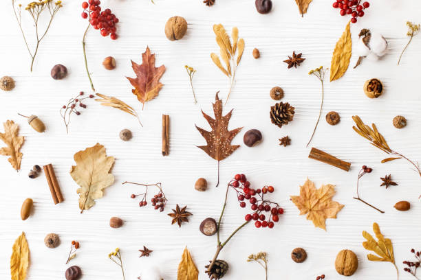 istock Autumn flat lay. Fall leaves, berries, acorns, walnuts, cinnamon,anise , cotton and pine cones on white background. Autumnal pattern with nature forest details 1271969323