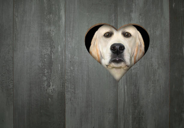 istock Dog looks through hole in fence 1271969334