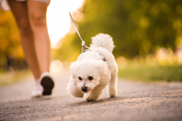 bichon frise smelling the floor and pulling the leash - footpath small green white imagens e fotografias de stock