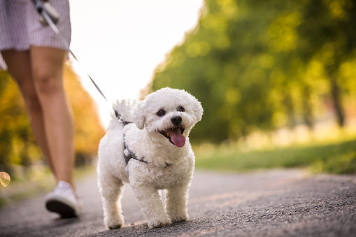 Front view of joyful white bichon frise pulling the leash of its owner to walk faster and sticking out its tongue.