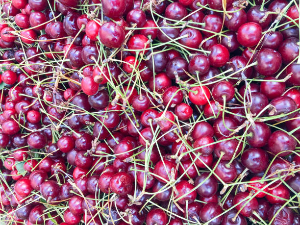 istock fresh and ripe sour cherry fruits as a background 1271971180