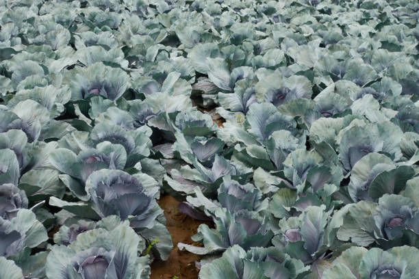 istock cabbage ( blaukraut) growing in the field. Germany, Filderstadt. 1271972034
