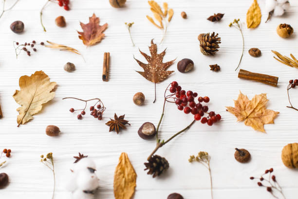 istock Autumnal pattern with natural forest details. Autumn leaves, berries, acorns, walnuts, cinnamon,anise , cotton and pine cones on white background. Hello Fall 1271972268