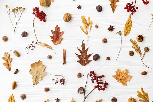 Autumn flat lay. Fall leaves, berries, acorns, walnuts, cinnamon and anise on white background. Minimalistic autumn natural pattern