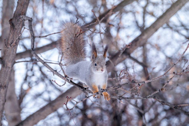 istock The squirrel sits on a branches without leaves in the winter or autumn 1271973121