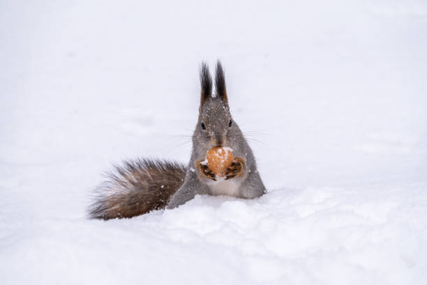 The squirrel sits on white snow with nut in winter. Eurasian red squirrel, Sciurus vulgaris. Copy space background