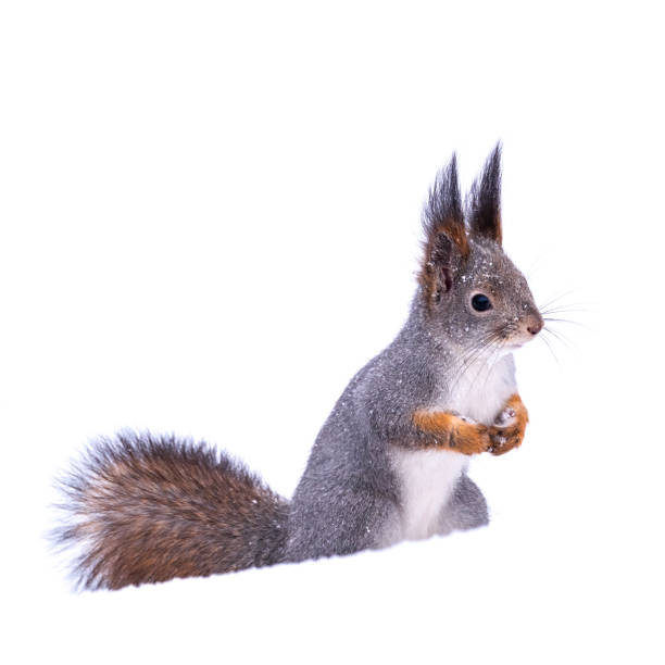 istock The squirrel funny sits on pure white snow in winter, isolated on white background 1271973163