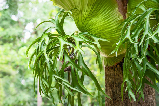 Close-up of the Leaves of Platycerium superbum Platycerium superbum (commonly known as the staghorn fern, is a Platycerium species of fern) polypodiaceae stock pictures, royalty-free photos & images