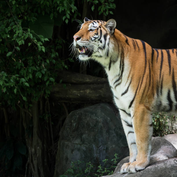 istock Photos of tiger naturally. 1271973243