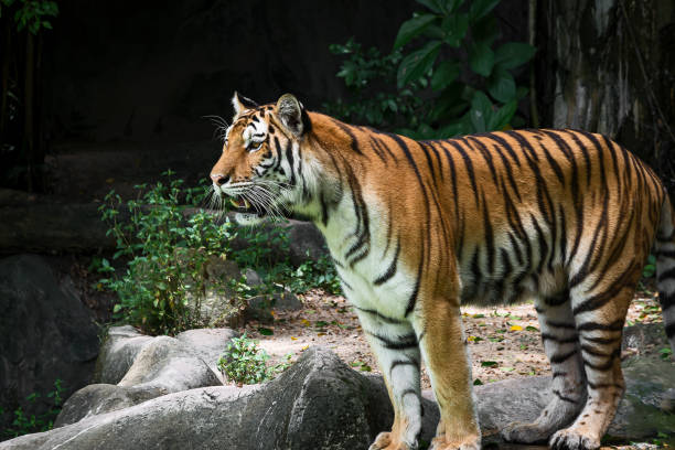 istock Photos of tiger naturally. 1271973293