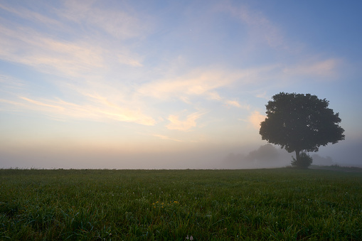 Single leaves tree on a wet meadow, white clouds in the blue sky. Sunrise. Copy space. Germany, Swabian Alb.