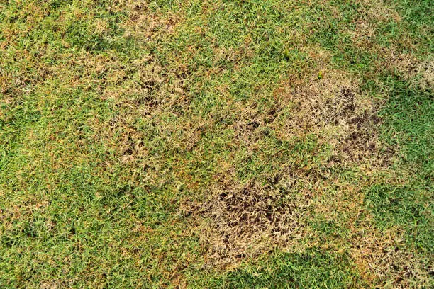 Photo of Grass texture. grass background. patchy grass, lawn in bad condition and need maintaining, Pests and disease cause amount of damage to green lawns, lawn in bad condition and need maintaining.