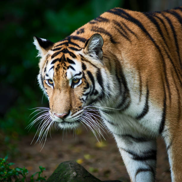 istock Photos of tiger naturally. 1271974378