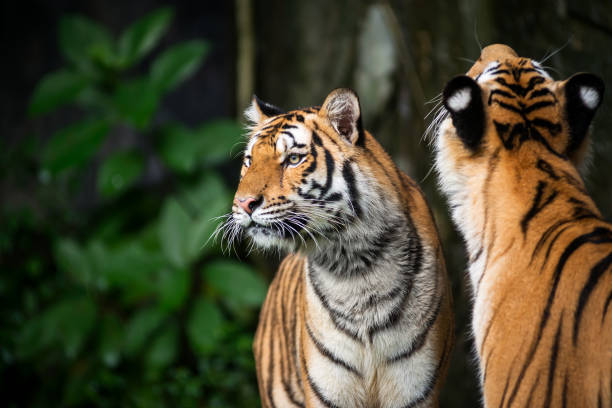 istock Photos of tiger naturally. 1271974461