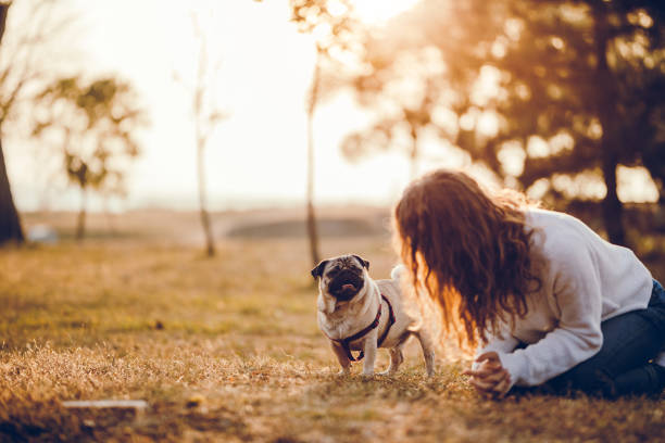 istock Woman playing with pug in a park 1271974882