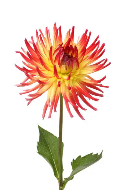 Photo of Closeup of spiky red and yellow dahlia