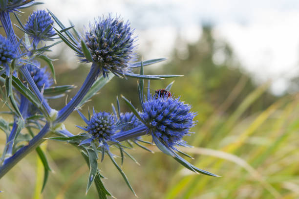 Beautiful Italian eryngo or amethyst sea holly plant on the meadow, lat Eryngium amethystinum, in Croatia