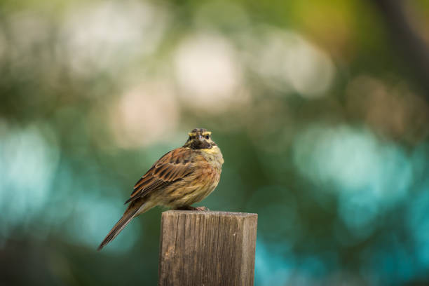istock Cirl Bunting perched on a wooden post 1271977716