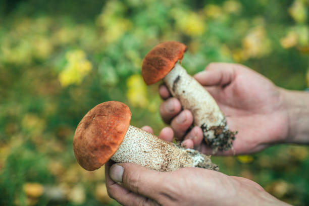istock Man's hand picking edible mushrooms Boletus in forest 1271977875