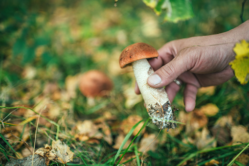 Man searching mushrooms in autumn forest