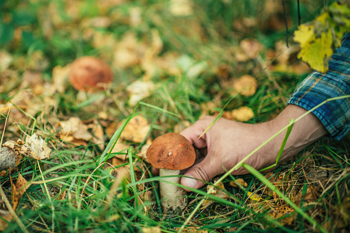 Man searching mushrooms in autumn forest