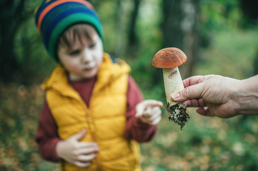 Family searching mushrooms in autumn forest
