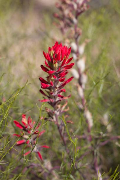 istock CASTILLEJA CHROMOSA BLOOM - JOSHUA TREE NP - 052220 D 1271978534