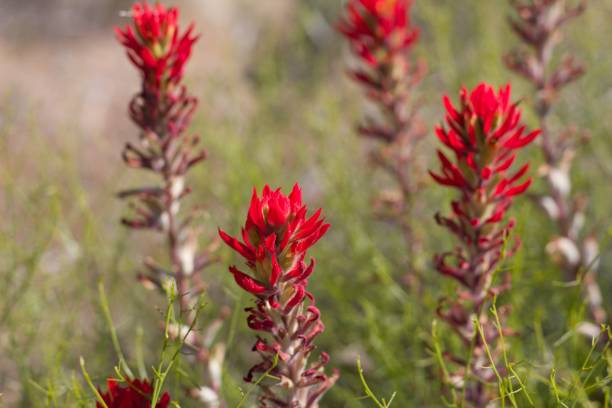 istock CASTILLEJA CHROMOSA BLOOM - JOSHUA TREE NP - 052220 A 1271978535