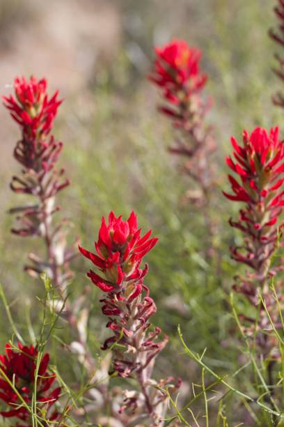 istock CASTILLEJA CHROMOSA BLOOM - JOSHUA TREE NP - 052220 B 1271978553