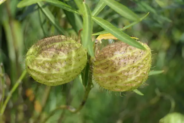 Close-up of a plant called hairy balls, balloonplant or balloon cotton-bush