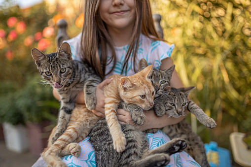 Kittens of different colors are sitting quietly in the arms of a little girl