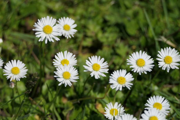 istock Cheerful summer meadow with marguerites called daisies 1271979256