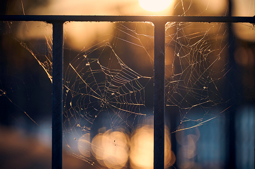 A spider web spun between the struts of a railing and made to glitter by the light of the setting sun.