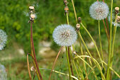 Dandelion seed heads or blowballs on a summer meadow in different stages