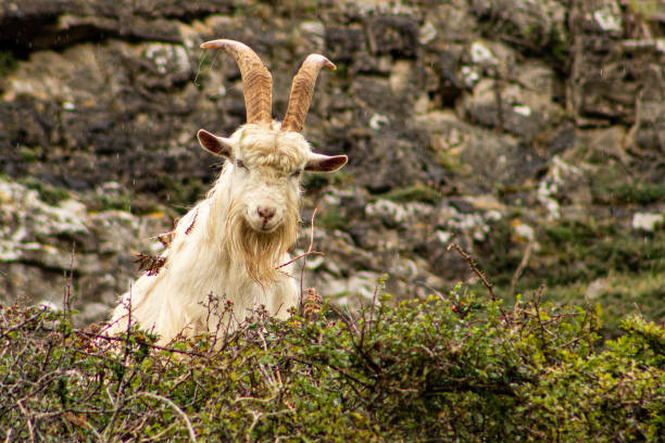 chèvre de cachemire sur le grand orme - gwynedd photos et images de collection