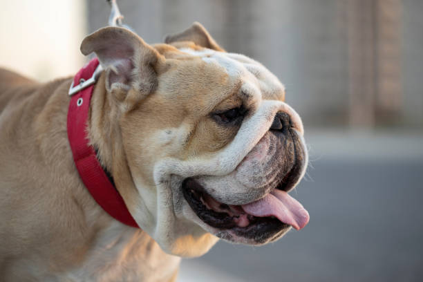 istock English bulldog head shot. 1271981177