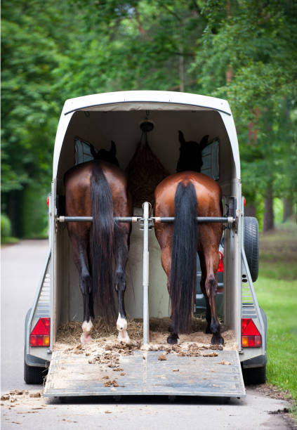 Two chestnut horses standing in trailer waiting for competition